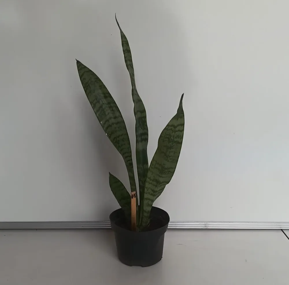 Espada-de-São-Jorge - Dracaena trifasciata
