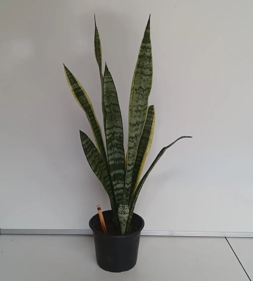 Espadas Mescladas São Jorge + Santa Bárbara - Dracaena trifasciata + Dracaena trifasciata ‘Laurentii’