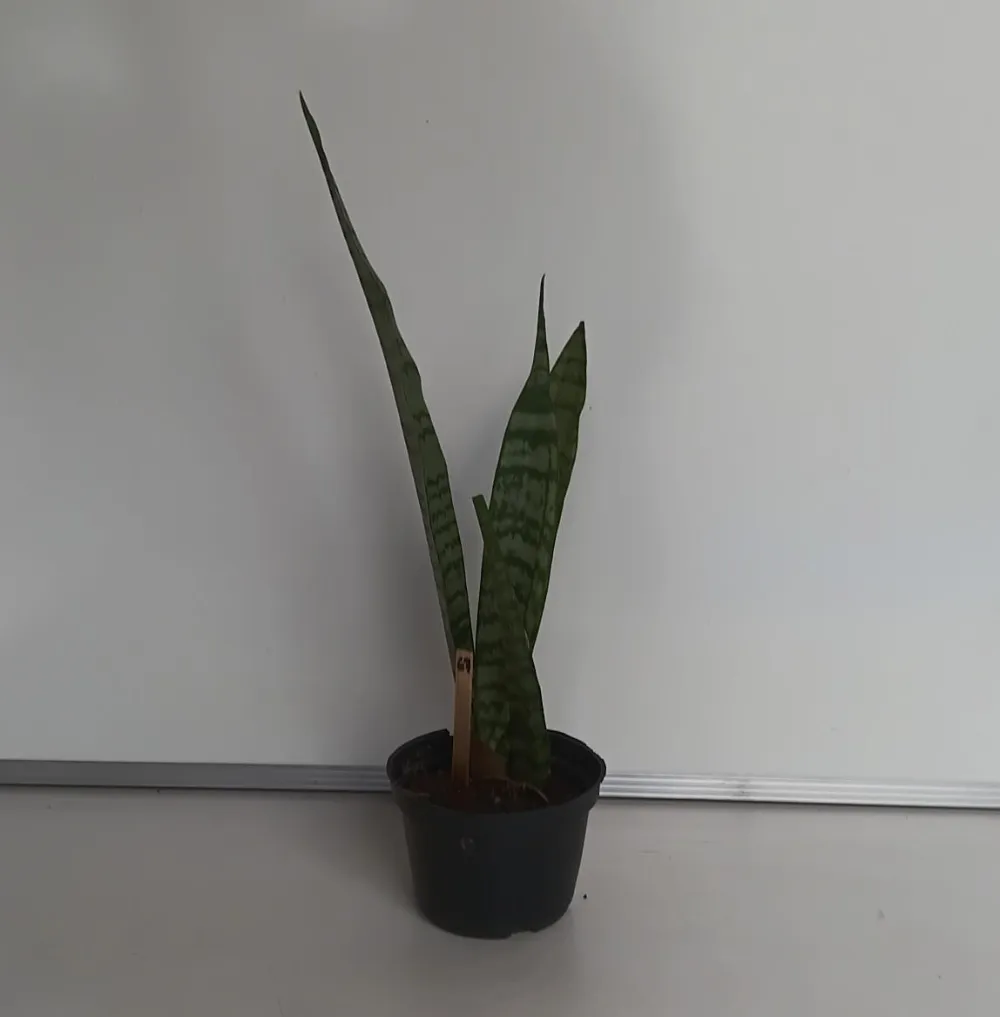 Espada-de-São-Jorge - Dracaena trifasciata