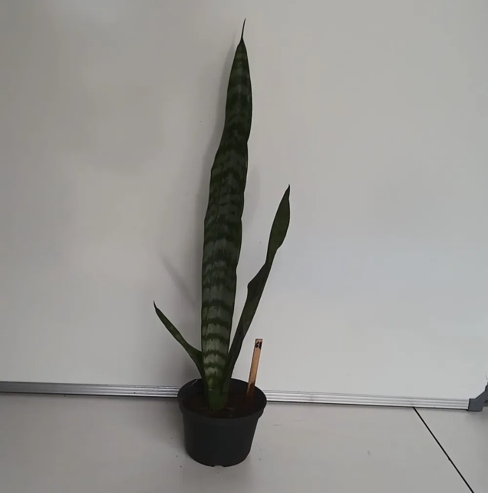 Espada-de-São-Jorge - Dracaena trifasciata