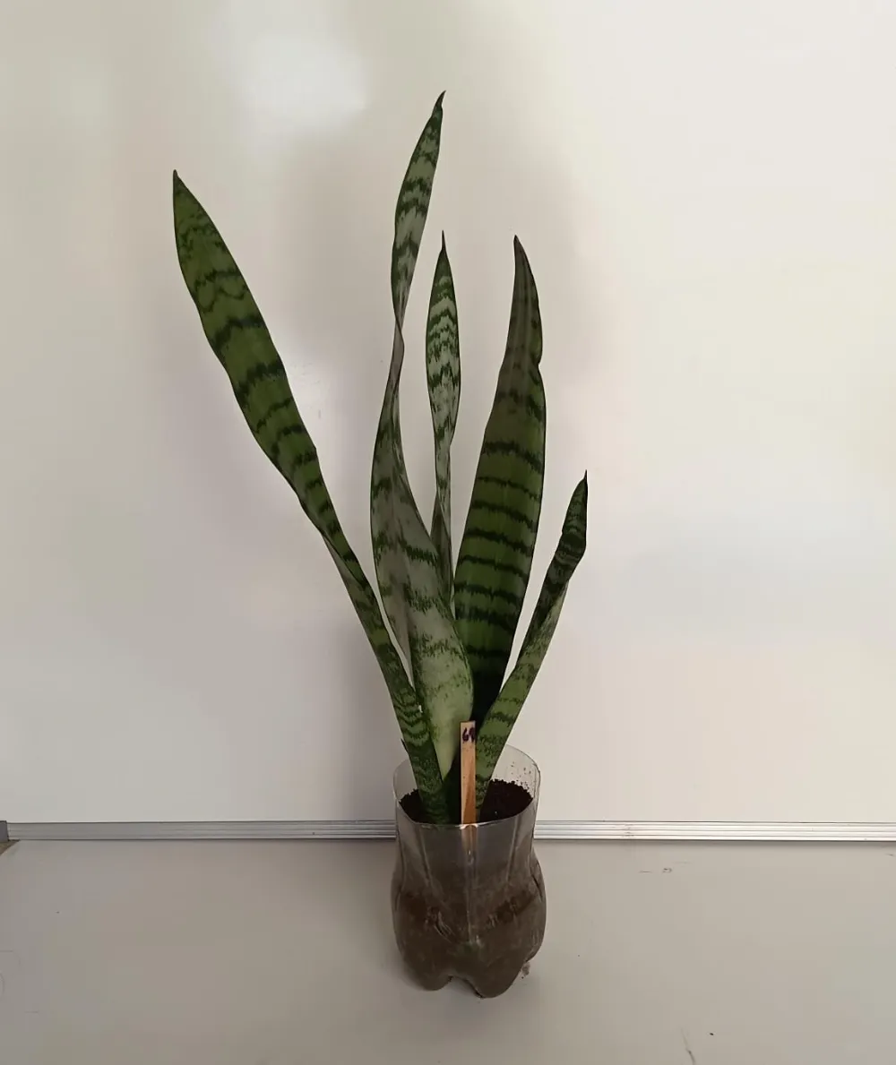 Espada-de-São-Jorge - Dracaena trifasciata