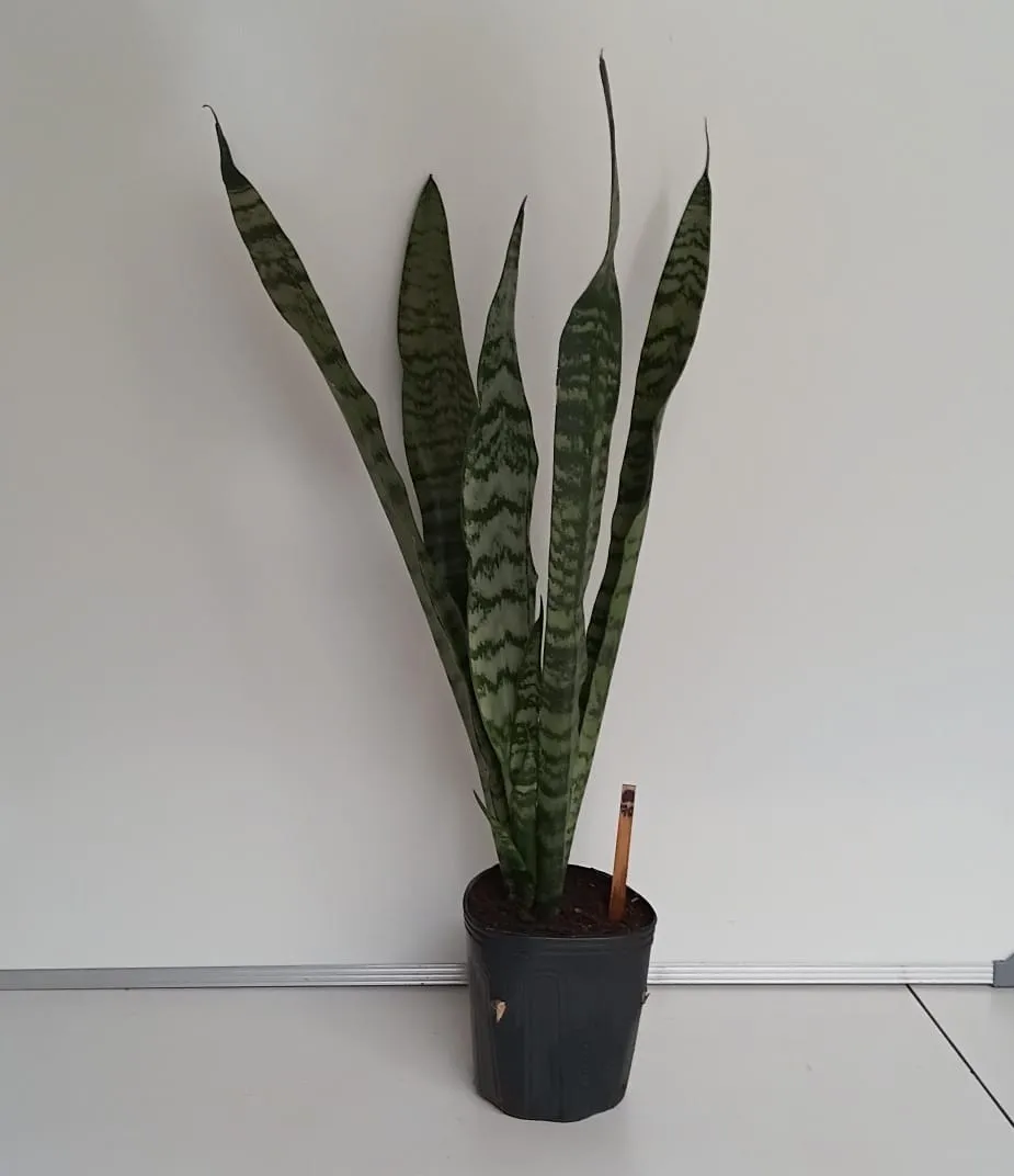 Espada-de-São-Jorge - Dracaena trifasciata